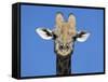 Giraffe, Kgalagadi Transfrontier Park, Northern Cape, South Africa, Africa-Toon Ann & Steve-Framed Stretched Canvas