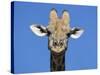 Giraffe, Kgalagadi Transfrontier Park, Northern Cape, South Africa, Africa-Toon Ann & Steve-Stretched Canvas