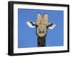 Giraffe, Kgalagadi Transfrontier Park, Northern Cape, South Africa, Africa-Toon Ann & Steve-Framed Photographic Print
