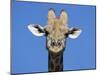 Giraffe, Kgalagadi Transfrontier Park, Northern Cape, South Africa, Africa-Toon Ann & Steve-Mounted Photographic Print