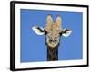 Giraffe, Kgalagadi Transfrontier Park, Northern Cape, South Africa, Africa-Toon Ann & Steve-Framed Photographic Print