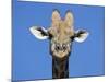 Giraffe, Kgalagadi Transfrontier Park, Northern Cape, South Africa, Africa-Toon Ann & Steve-Mounted Photographic Print