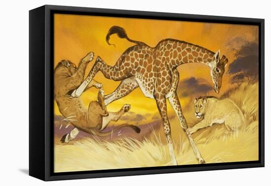 Giraffe Kicking Lion-Angus Mcbride-Framed Stretched Canvas