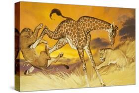 Giraffe Kicking Lion-Angus Mcbride-Stretched Canvas