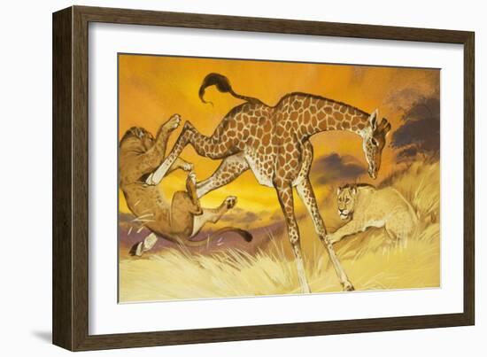 Giraffe Kicking Lion-Angus Mcbride-Framed Giclee Print