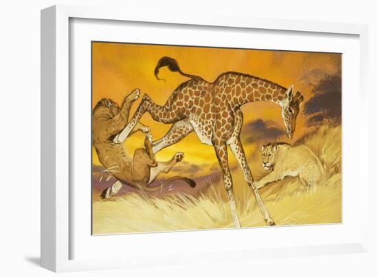 Giraffe Kicking Lion-Angus Mcbride-Framed Giclee Print