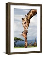 Giraffe Kissing Baby-null-Framed Art Print