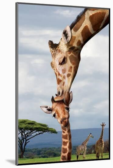 Giraffe Kissing Baby-null-Mounted Art Print
