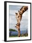 Giraffe Kissing Baby-null-Framed Art Print