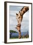 Giraffe Kissing Baby-null-Framed Art Print