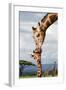 Giraffe Kissing Baby-null-Framed Art Print