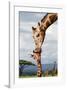 Giraffe Kissing Baby-null-Framed Art Print