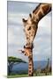 Giraffe Kissing Baby-null-Mounted Art Print