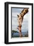 Giraffe Kissing Baby-null-Framed Art Print