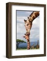 Giraffe Kissing Baby-null-Framed Art Print