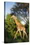 Giraffe, Kruger National Park, South Africa-Paul Souders-Stretched Canvas