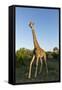 Giraffe, Kruger National Park, South Africa-Paul Souders-Framed Stretched Canvas