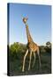 Giraffe, Kruger National Park, South Africa-Paul Souders-Stretched Canvas