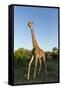 Giraffe, Kruger National Park, South Africa-Paul Souders-Framed Stretched Canvas