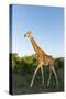 Giraffe, Kruger National Park, South Africa-Paul Souders-Stretched Canvas