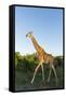 Giraffe, Kruger National Park, South Africa-Paul Souders-Framed Stretched Canvas