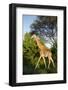 Giraffe, Kruger National Park, South Africa-Paul Souders-Framed Photographic Print