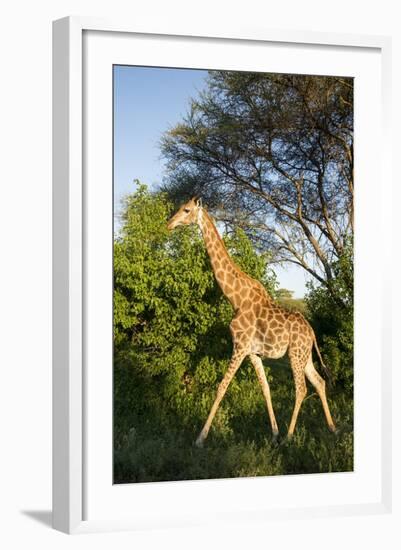 Giraffe, Kruger National Park, South Africa-Paul Souders-Framed Photographic Print