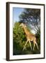 Giraffe, Kruger National Park, South Africa-Paul Souders-Framed Photographic Print