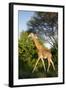 Giraffe, Kruger National Park, South Africa-Paul Souders-Framed Photographic Print
