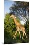 Giraffe, Kruger National Park, South Africa-Paul Souders-Mounted Photographic Print