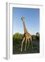 Giraffe, Kruger National Park, South Africa-Paul Souders-Framed Photographic Print