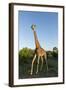 Giraffe, Kruger National Park, South Africa-Paul Souders-Framed Photographic Print