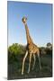 Giraffe, Kruger National Park, South Africa-Paul Souders-Mounted Photographic Print