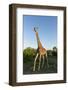 Giraffe, Kruger National Park, South Africa-Paul Souders-Framed Photographic Print