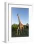 Giraffe, Kruger National Park, South Africa-Paul Souders-Framed Photographic Print