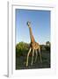 Giraffe, Kruger National Park, South Africa-Paul Souders-Framed Photographic Print