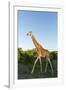 Giraffe, Kruger National Park, South Africa-Paul Souders-Framed Photographic Print