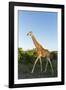 Giraffe, Kruger National Park, South Africa-Paul Souders-Framed Photographic Print