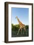 Giraffe, Kruger National Park, South Africa-Paul Souders-Framed Photographic Print