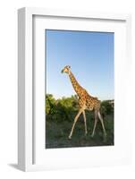 Giraffe, Kruger National Park, South Africa-Paul Souders-Framed Photographic Print