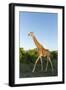 Giraffe, Kruger National Park, South Africa-Paul Souders-Framed Photographic Print