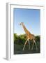 Giraffe, Kruger National Park, South Africa-Paul Souders-Framed Photographic Print