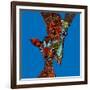 Giraffe Love-Sharon Turner-Framed Art Print