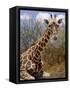 Giraffe Lying Down, Loisaba Wilderness, Laikipia Plateau, Kenya-Alison Jones-Framed Stretched Canvas