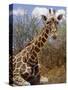 Giraffe Lying Down, Loisaba Wilderness, Laikipia Plateau, Kenya-Alison Jones-Stretched Canvas