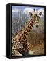 Giraffe Lying Down, Loisaba Wilderness, Laikipia Plateau, Kenya-Alison Jones-Framed Stretched Canvas