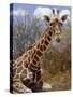 Giraffe Lying Down, Loisaba Wilderness, Laikipia Plateau, Kenya-Alison Jones-Stretched Canvas