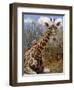 Giraffe Lying Down, Loisaba Wilderness, Laikipia Plateau, Kenya-Alison Jones-Framed Photographic Print