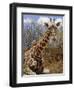 Giraffe Lying Down, Loisaba Wilderness, Laikipia Plateau, Kenya-Alison Jones-Framed Photographic Print