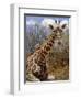 Giraffe Lying Down, Loisaba Wilderness, Laikipia Plateau, Kenya-Alison Jones-Framed Photographic Print